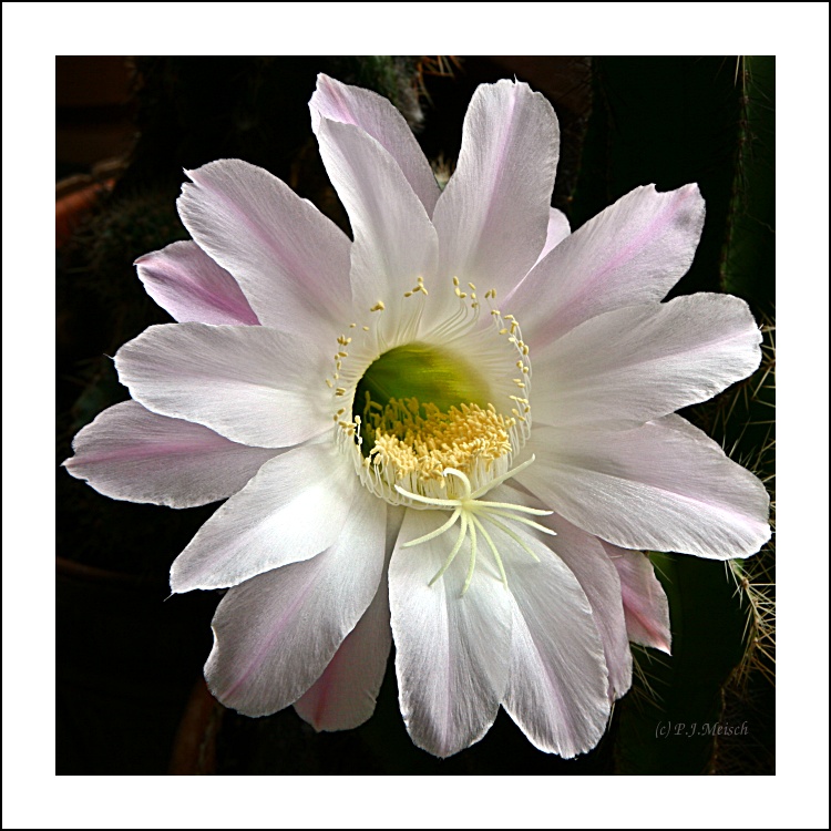 Echinopsis tubiflora