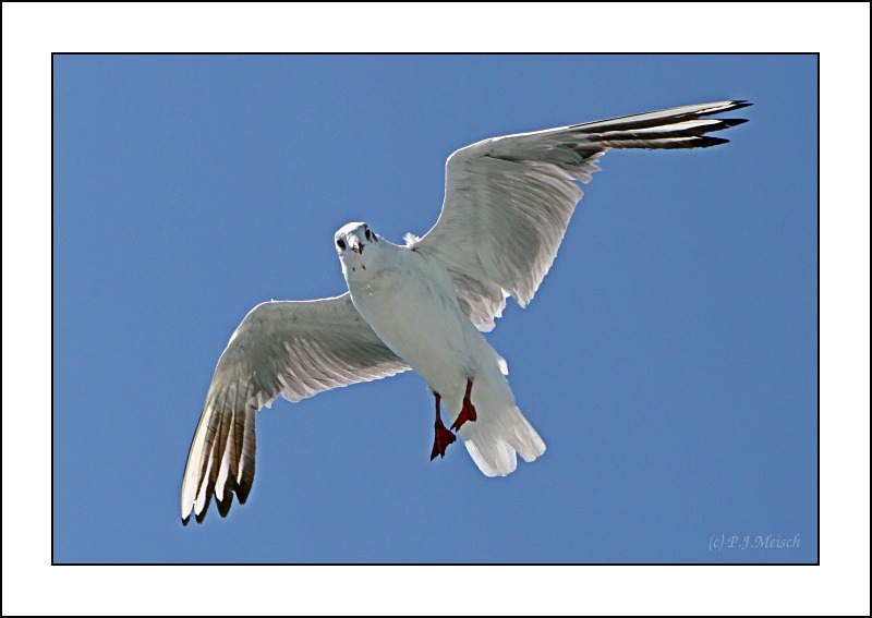 Möwe