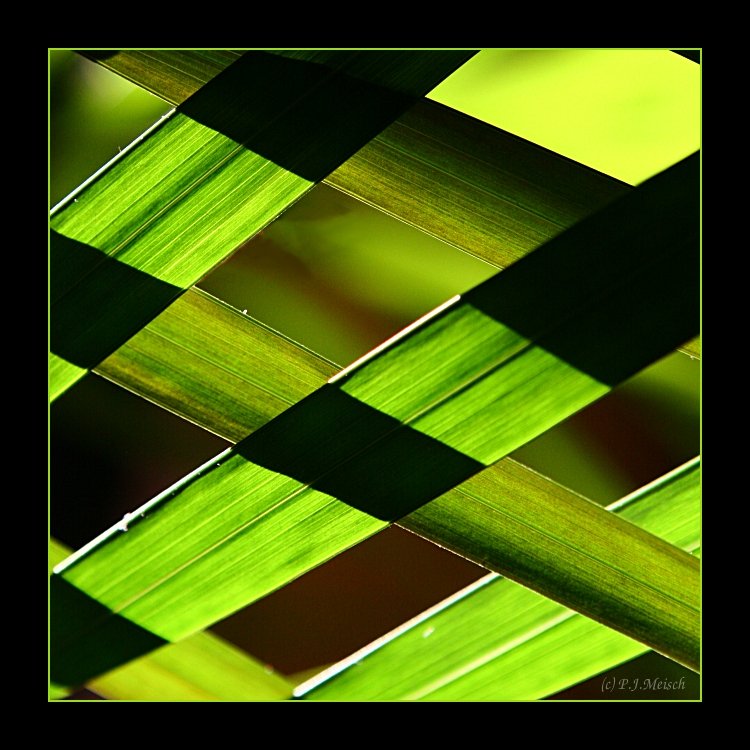 Palme