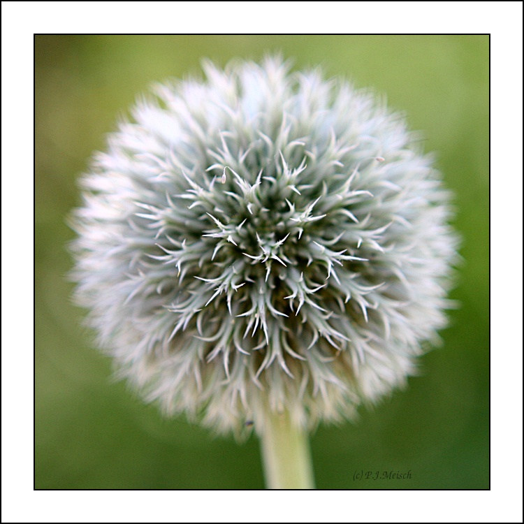 Distel